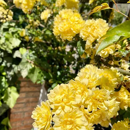 Sicilystudio In Taormina-murmuria Minerva Διαμέρισμα Ταορμίνα